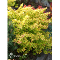 Berberys Thunberga 'Diabolicum' | Berberis thunbergii