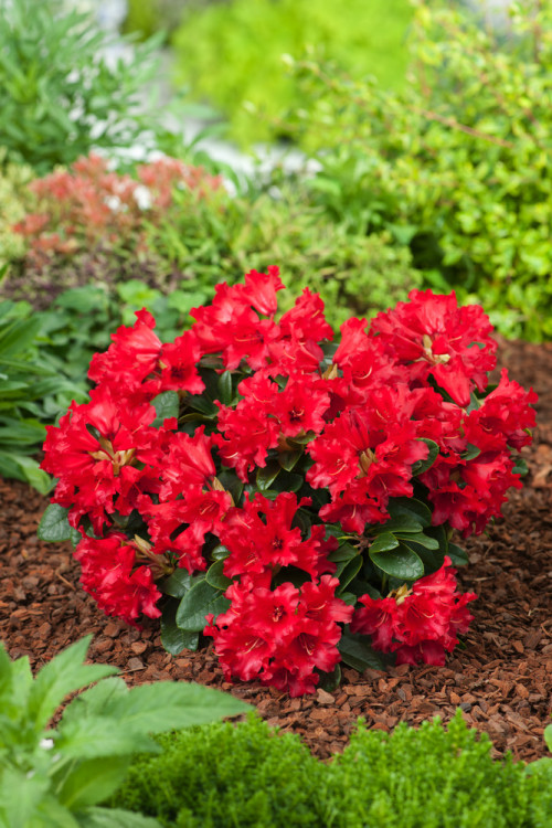 Różanecznik rozesłany 'Bengal' | Rhododendron repens