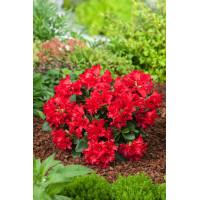 Różanecznik rozesłany 'Bengal' | Rhododendron repens