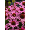 Jeżówka 'Fountain Light Purple' | Echinacea