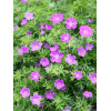 Bodziszek czerwony 'Vision Violet' | Geranium sanguineum