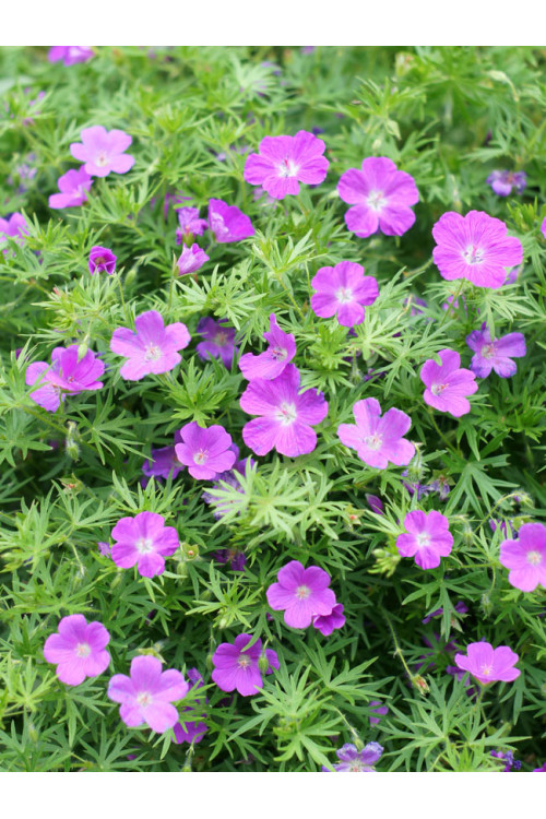 Bodziszek czerwony 'Vision Violet' | Geranium sanguineum