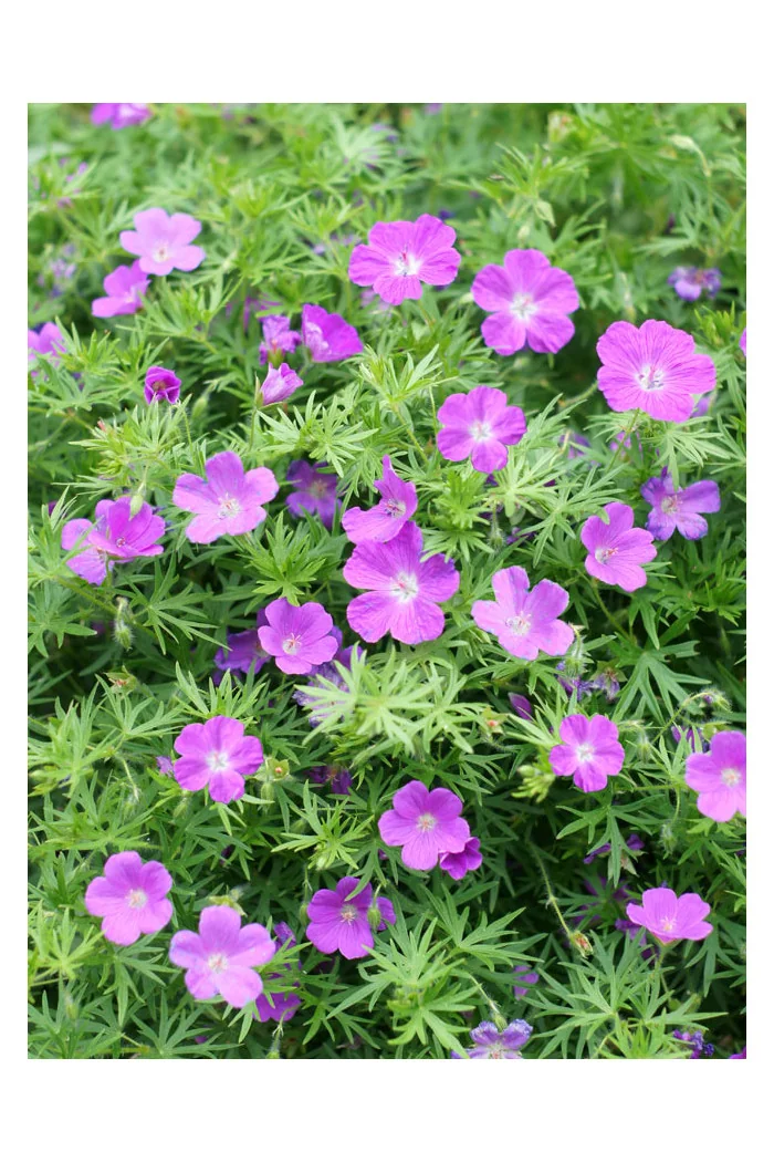 Bodziszek czerwony 'Vision Violet' | Geranium sanguineum
