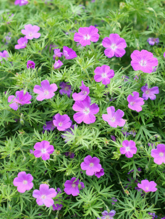 Bodziszek czerwony 'Vision Violet' | Geranium sanguineum