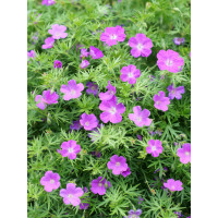 Bodziszek czerwony 'Vision Violet' | Geranium sanguineum