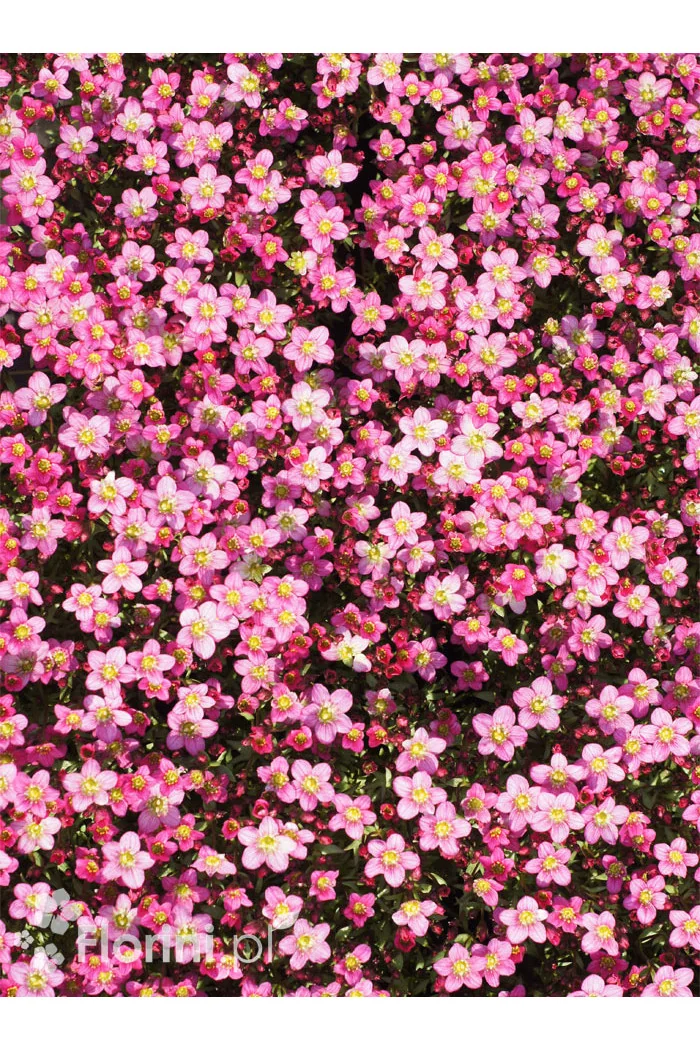 Skalnica Arendsa 'Touran Pink' | Pulsatilla x arendsii