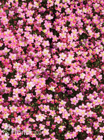 Skalnica Arendsa 'Touran Pink' | Pulsatilla x arendsii