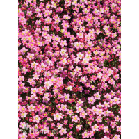 Skalnica Arendsa 'Touran Pink' | Pulsatilla x arendsii