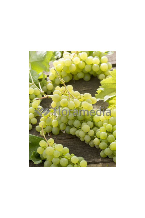 Winorośl 'Arkadia' | Vitis