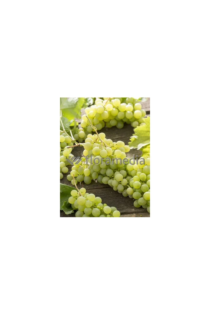 Winorośl 'Arkadia' | Vitis