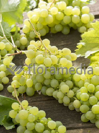 Winorośl 'Arkadia' | Vitis