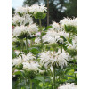 Pysznogłówka 'Bee Bright'| Monarda