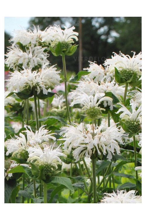 Pysznogłówka 'Bee Bright'| Monarda