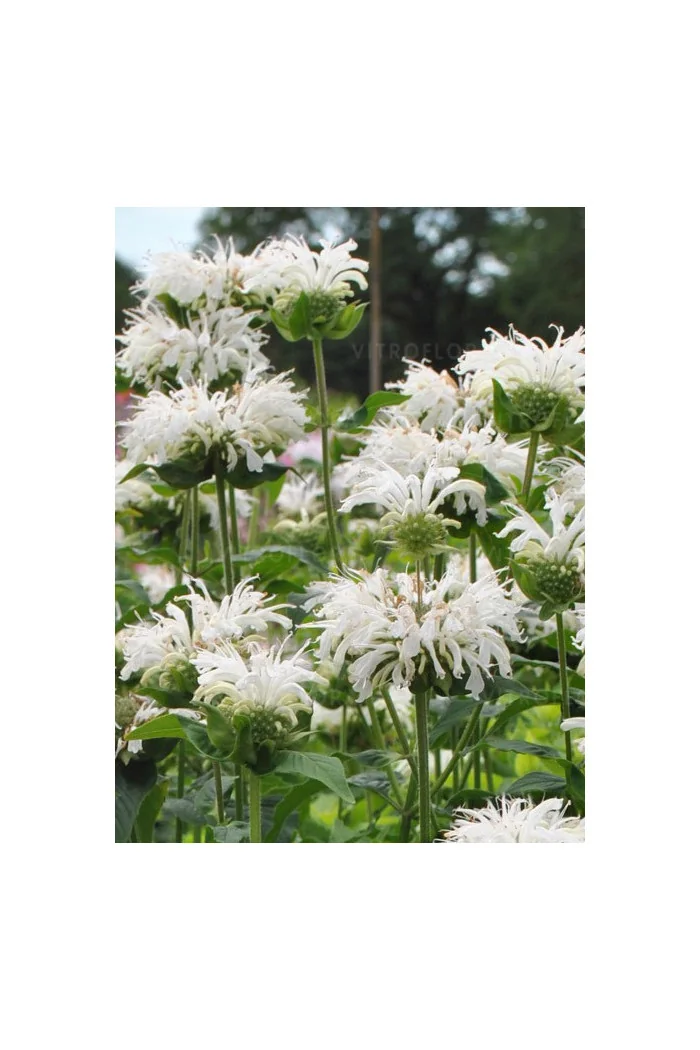 Pysznogłówka 'Bee Bright'| Monarda