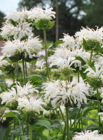 Pysznogłówka 'Bee Bright'| Monarda