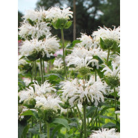 Pysznogłówka 'Bee Bright'| Monarda