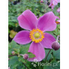 Zawilec japoński 'Praecox' Anemone hupehensis