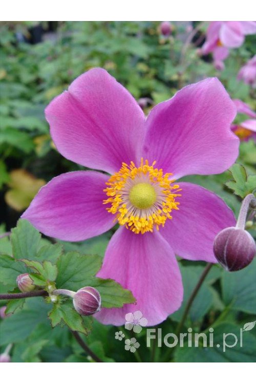 Zawilec japoński 'Praecox' Anemone hupehensis