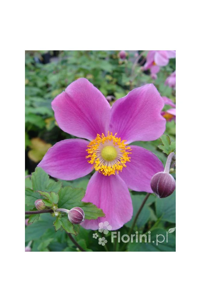 Zawilec japoński 'Praecox' Anemone hupehensis