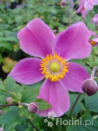 Zawilec japoński 'Praecox' Anemone hupehensis