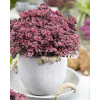 Rozchodnik 'Sunsparkler Plum Dazzled' | Sedum