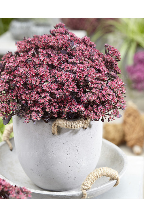 Rozchodnik 'Sunsparkler Plum Dazzled' | Sedum