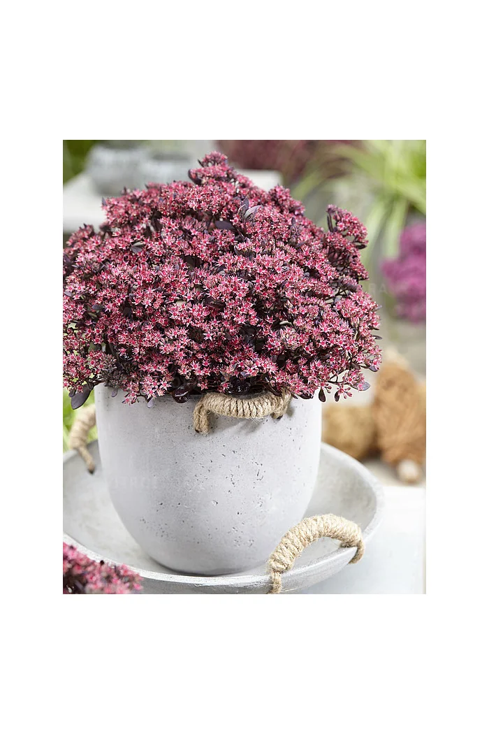 Rozchodnik 'Sunsparkler Plum Dazzled' | Sedum