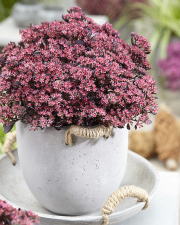Rozchodnik 'Sunsparkler Plum Dazzled' | Sedum