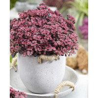 Rozchodnik 'Sunsparkler Plum Dazzled' | Sedum
