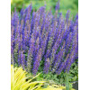 Szałwia Sensation 'Compact Deep Blue' | Salvia