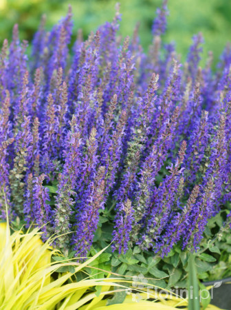 Szałwia Sensation 'Compact Deep Blue' | Salvia