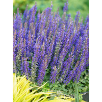 Szałwia Sensation 'Compact Deep Blue' | Salvia