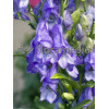 Tojad Fiszera Aconitum fischeri