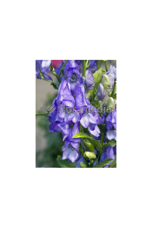 Tojad Fiszera Aconitum fischeri