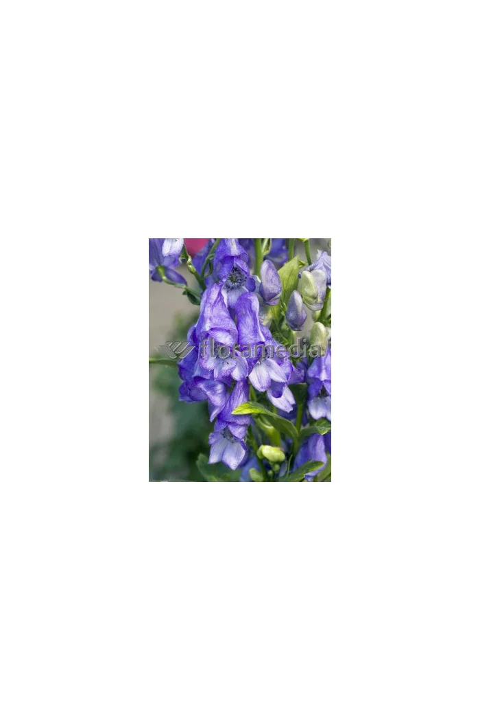 Tojad Fiszera Aconitum fischeri
