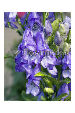 Tojad Fiszera Aconitum fischeri