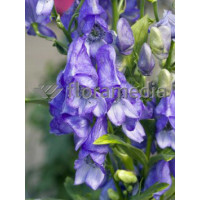 Tojad Fiszera Aconitum fischeri