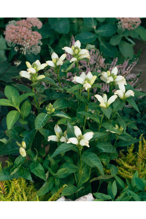 Żółwik 'Alba' | Chelone obliqua