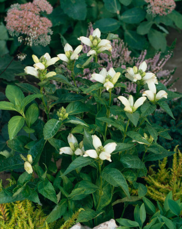 Żółwik 'Alba' | Chelone obliqua