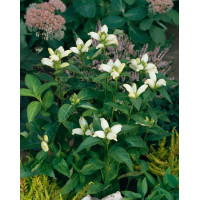 Żółwik 'Alba' | Chelone obliqua