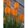 Trytoma 'Poco Orange' | Kniphofia