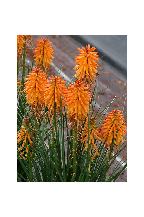 Trytoma 'Poco Orange' | Kniphofia