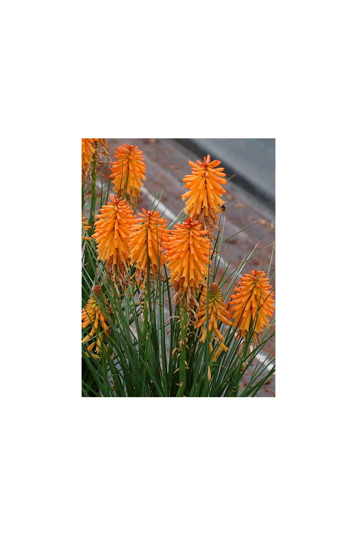 Trytoma 'Poco Orange' | Kniphofia