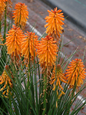 Trytoma 'Poco Orange' | Kniphofia