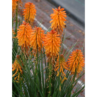 Trytoma 'Poco Orange' | Kniphofia