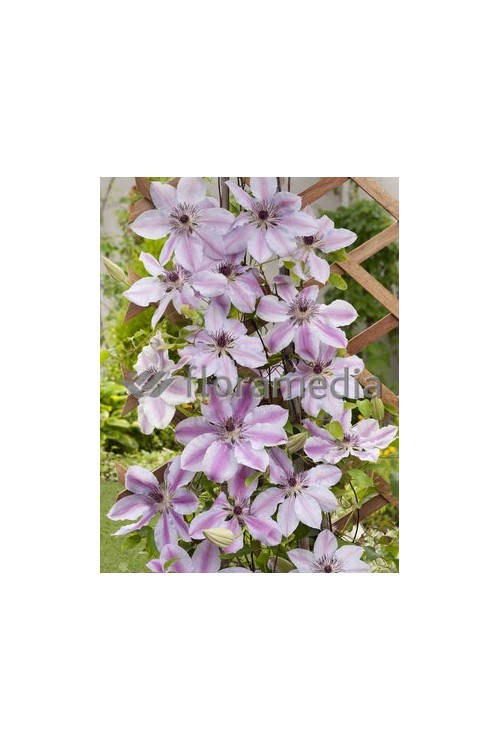 Powojnik 'Nely Moser' | Clematis