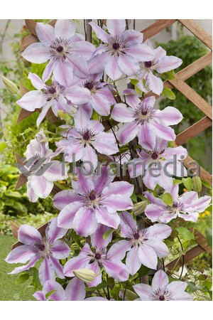 Powojnik 'Nely Moser' | Clematis