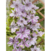 Powojnik 'Nely Moser' | Clematis