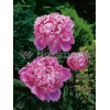 Piwonia chińska 'Mons Jules Elie' Paeonia lactiflora