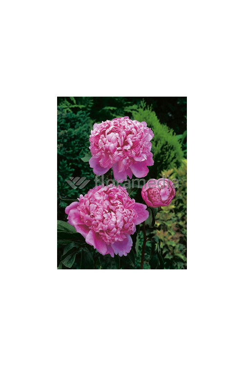 Piwonia chińska 'Mons Jules Elie' Paeonia lactiflora